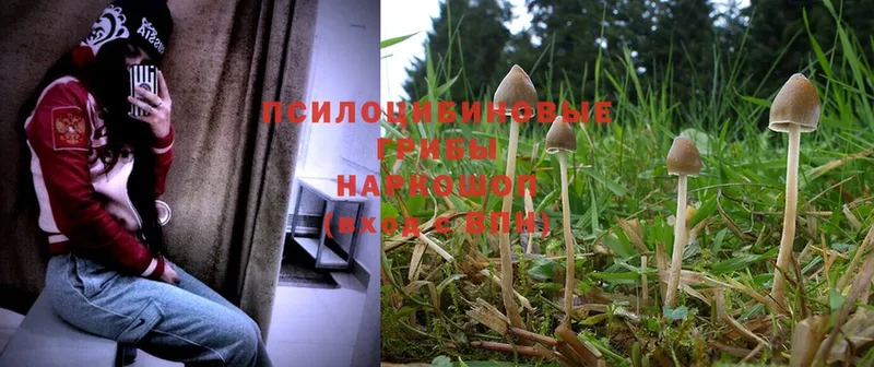 Галлюциногенные грибы Magic Shrooms  Вязьма 